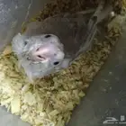 للبيع فرخ كروان هولندي