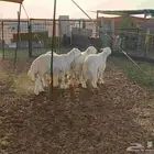 خرفان حريه