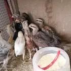 الربيع صوص بلدي والضاهر فيه تركي وهجين تركي العمر تقريبا