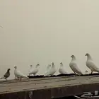 حمام فرنسي