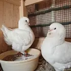 حمام كنق أمريكي