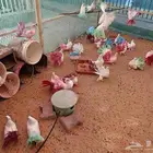حمام رقاصي عشه واحده طيبات انتاج