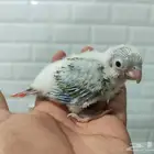 كنيور انناس