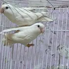 زوج روز البينو صافي منتج نزل اول بيضه