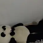 دميه دب الباندا للبيع مستخدم نضيف