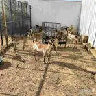 للبيع ماعز يمنيه عدد 10