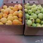 توت طايفي ومشمش الهدا وتفاح بلدي حق طايف مع توصيل مجاني