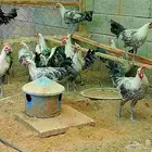 ديوك فيومي