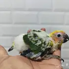 صن كنيور