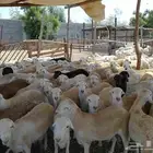 سواكن تربيه خمسه اشهر بديل الحري للمناسبات شيء فاخر من الاخر