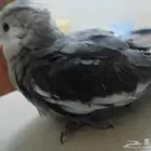فرخ كروان هولندي