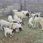 ماعز بورقت (بورجت) الموقع القنفذه