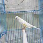 كناري سوري تغريد
