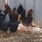 دجاج براهما وبلدي