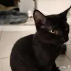 قطط كبتن صغيره