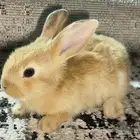 ارانب للبيع على السوم