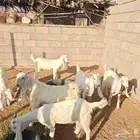 معزاء هولنديات صنف خمس وتيس