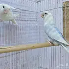 زوج روز بال فالو نزل بيضتين باقي يكمل باقي البيض ان شاء الله