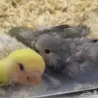 فروخ روز للبيع