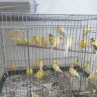 اناثي كناري للبيع