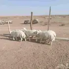 طليان فوق سبع شهور