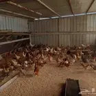 دجاج بلدي الصحه شرط البيع جمله