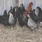 دجاج براهما وبلدي