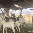 معزا ولد ودفيع للبيع