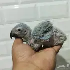 كاسكو انتاج محلي