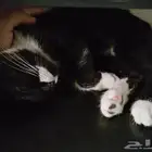 قطه سكوتش مع اغراضها