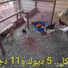 دجاج للبيع جملة