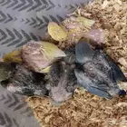 فروخ روز للبيع شرط