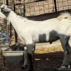 مشروع فحل بيشي فاخر