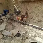 دجاج انوع تركي