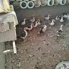 بط ورومي