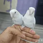 حبتين روز اليفين