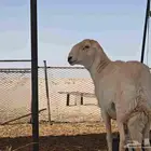فحل صنف الصنف ظغط عالي مشروط