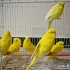 للبيع طيور حب