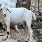 تيس بيشي جذع للبيع
