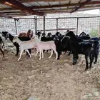 معزا للبيع
