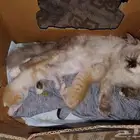 قطة للتبني كيتي وعيالها