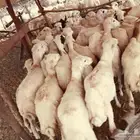 رخال رفيديات