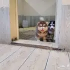 للبيع كلاب جانيت معه مالموت مستوه طخم طالعين علا علا الااب