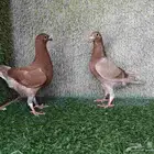 هومر طبة حامل رديوس