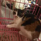 قطط للتبني او اذا احد عنده مزرعه ياخذها