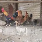 ديك و ست دجاج
