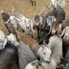 مطلوب راعي غنم