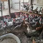 ديكه العدد 90 حبه