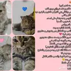 قطط شيرازي للبيع