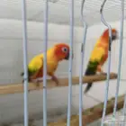 زوج صن كنيور منتج بشاداتهم